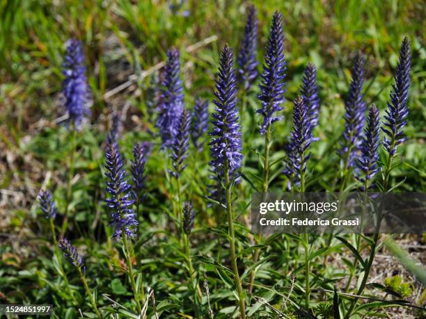 Speedwell Forrest Mountain Speedwell Photos and Premium High Res Pictures - Getty Images