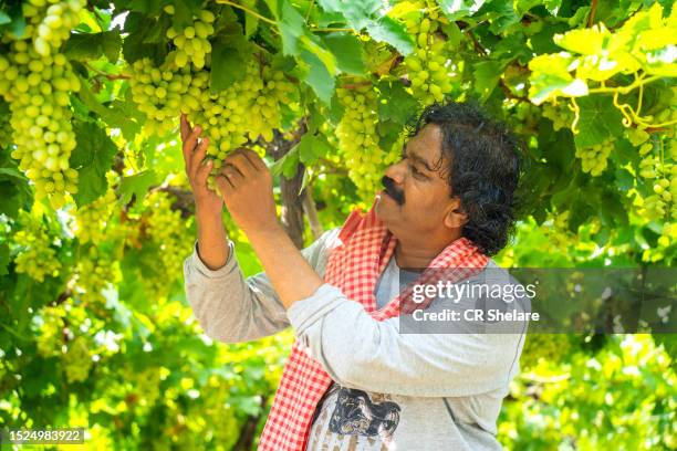 happy indian farmer in grapes farm, agriculture grape farm, rural agriculture india concept. - landwirtschaftliche tätigkeit stock-fotos und bilder