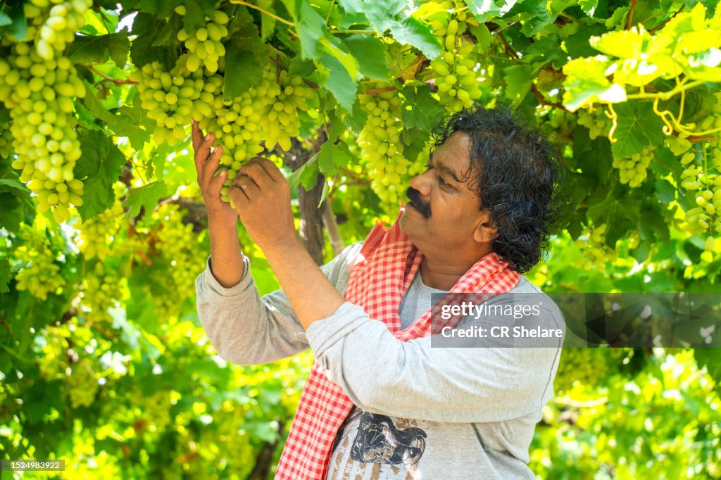 Happy Indian farmer in grapes farm, Agriculture grape farm, Rural agriculture India concept.