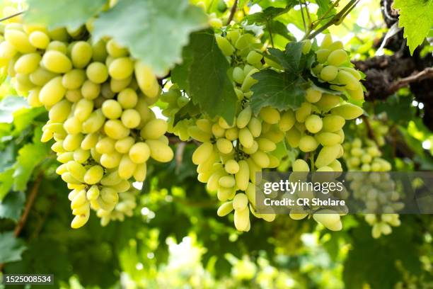 ripe green grape in vineyard, grapes green taste sweet growing natural green grape the in garden, - mogen bildbanksfoton och bilder