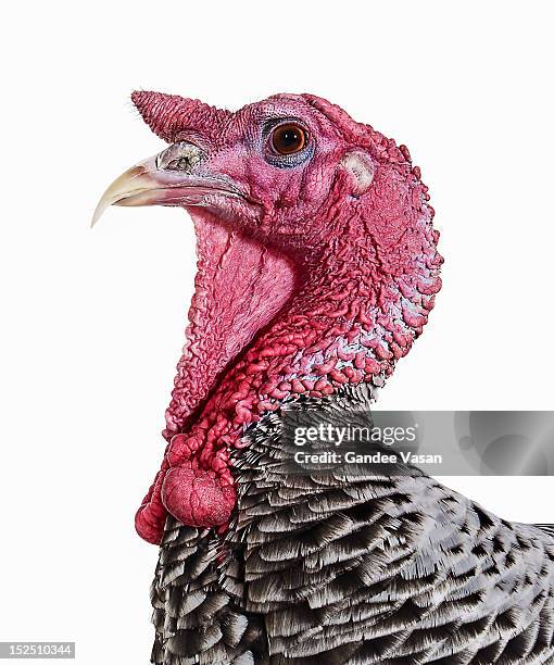 turkey - ugly turkey 個照片及圖片檔