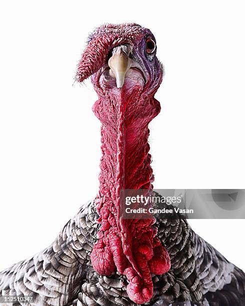 turkey - ugly face stockfoto's en -beelden