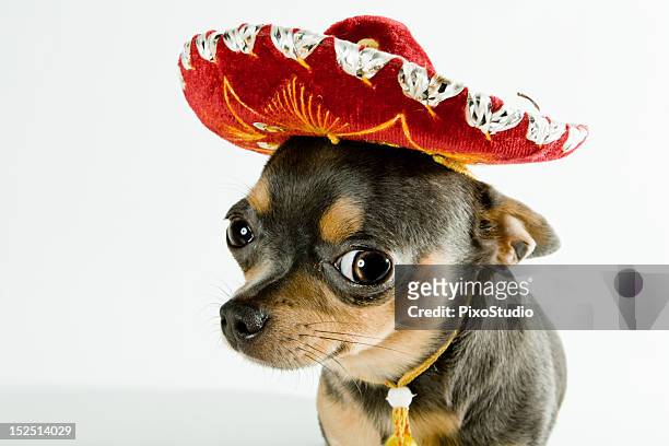 Perro mexicana