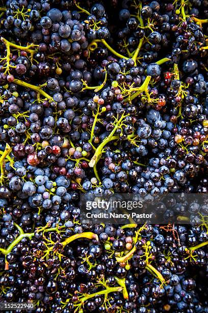 pinot noir grapes - fond noir stock-fotos und bilder