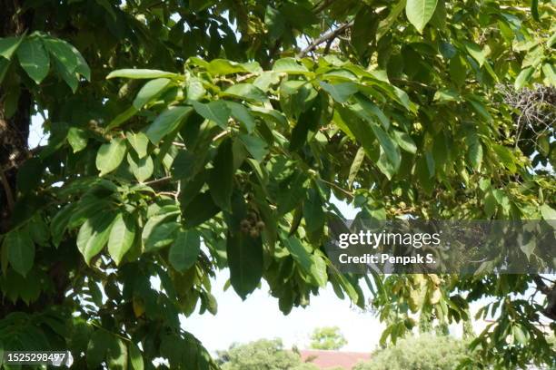 Sam An 111 Tall Saman Stock Photos, High-Res Pictures, and Images - Getty Images