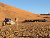 A camel in a desert scenario at daylight