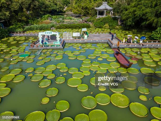 Tourists look at Giant Water Lily leaves at a park on July 7, 2023 in Nanning, Guangxi Zhuang Autonomous Region of China.