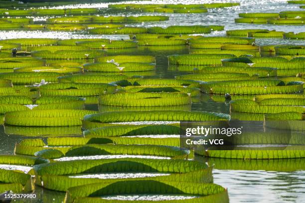 Lake is covered with Giant Water Lily leaves at a park on July 7, 2023 in Nanning, Guangxi Zhuang Autonomous Region of China.