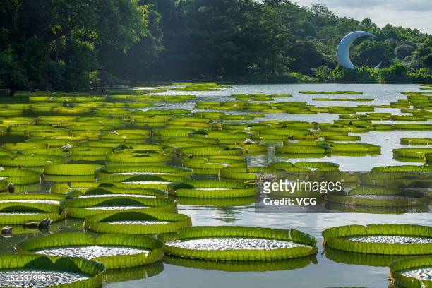 Lake is covered with Giant Water Lily leaves at a park on July 7, 2023 in Nanning, Guangxi Zhuang Autonomous Region of China.
