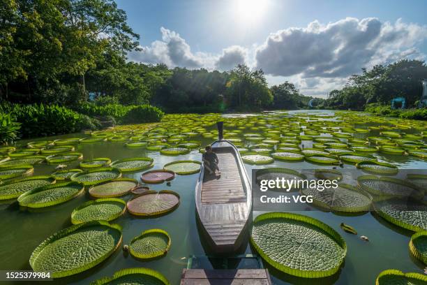 Tourist looks at Giant Water Lily leaves at a park on July 7, 2023 in Nanning, Guangxi Zhuang Autonomous Region of China.