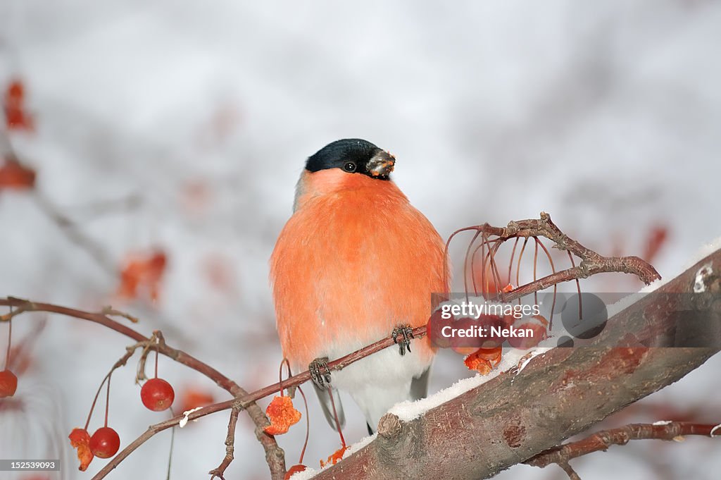 Bullfinch (Pyrrhula) on the snow-covered tree branches