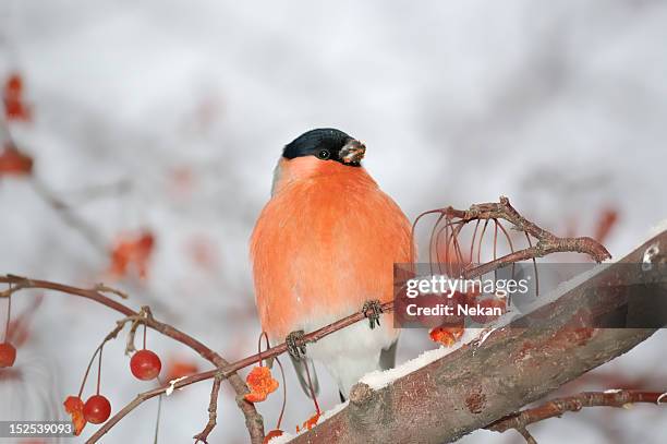 bullfinch (pyrrhula) on the snow-covered tree branches - bull finch stock pictures, royalty-free photos & images