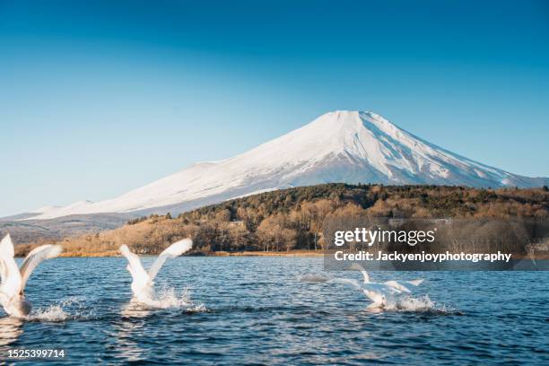 japan's white swan on a yamanakako lake in the morning with fuji mountain in the background - préfecture de yamanashi photos et images de collection