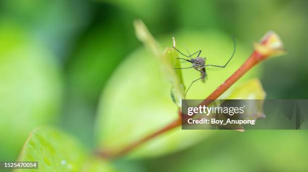 a mosquito on green leaf. a mosquito is an insect that bites and feeds on the blood of humans and other animals. - zanzara foto e immagini stock