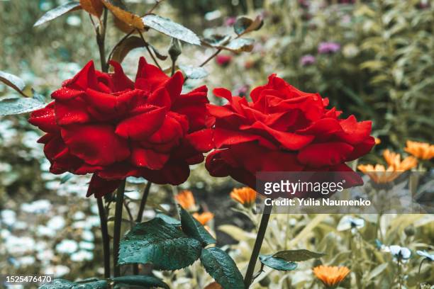 red roses in the garden. close-up. - red roses garden stock pictures, royalty-free photos & images