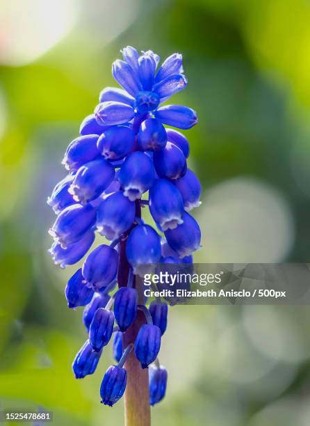 close-up of purple blue flowering plant - グレープヒヤシンス ストックフォトと画像