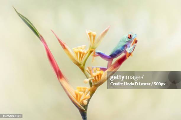 close-up of insect on flower,canton,georgia - blue frog stock pictures, royalty-free photos & images