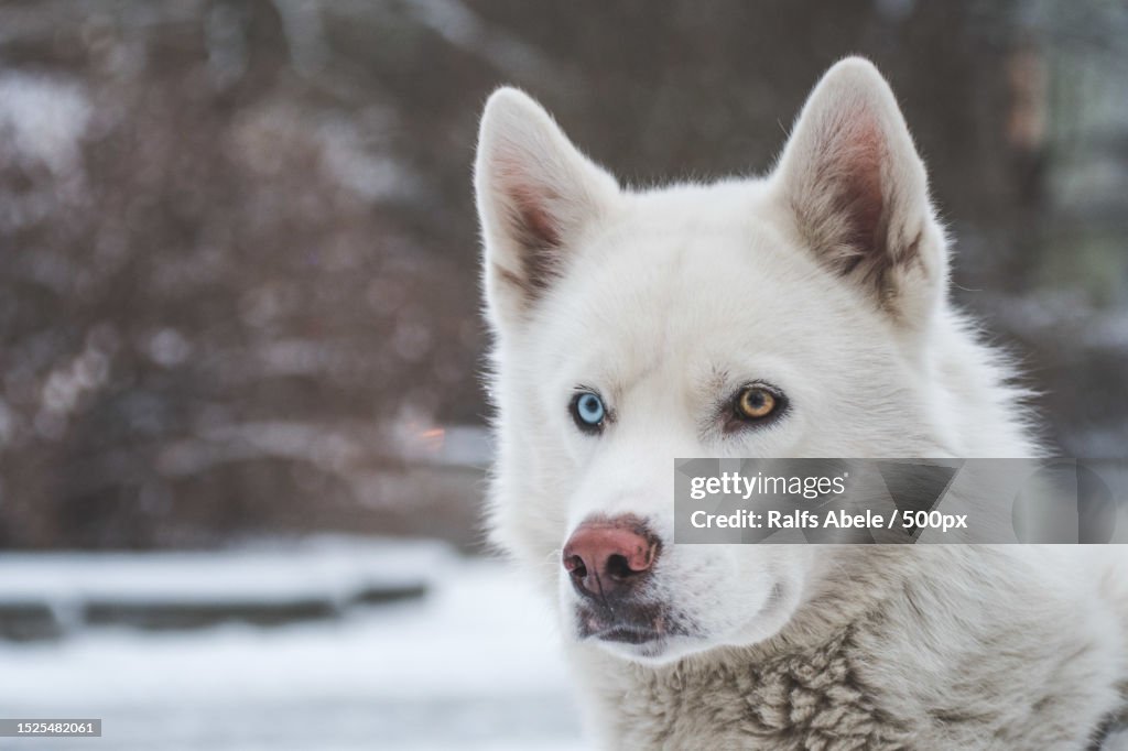 Close-up portrait of siberian husky during winter
