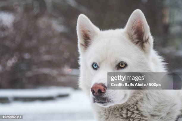 close-up portrait of siberian husky during winter - siberische-husky stockfoto's en -beelden