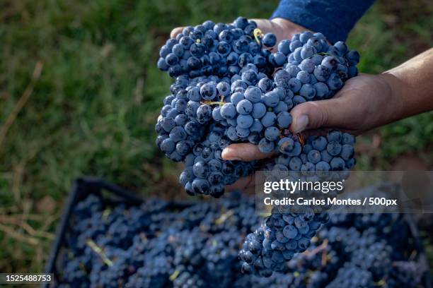 cropped hand of man holding grapes,chihuahua,mexico - shiraz foto e immagini stock