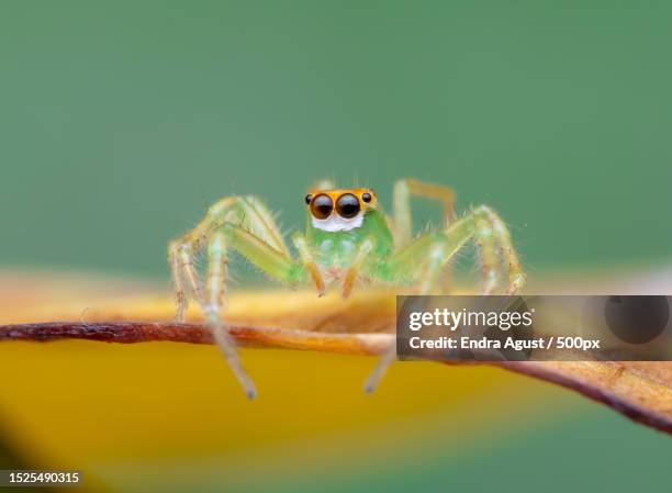 close-up of spider on leaf - jumping spider stock pictures, royalty-free photos & images