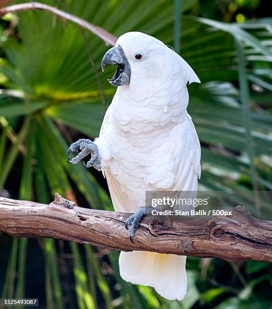 close-up of cockatoo perching on branch,florida,united states,usa - cockatoo stock pictures, royalty-free photos & images