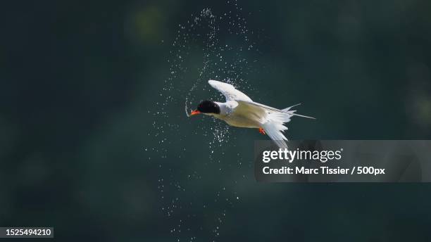 close-up of tern flying outdoors,fontainebleau,france - アジサシ ストックフォトと画像