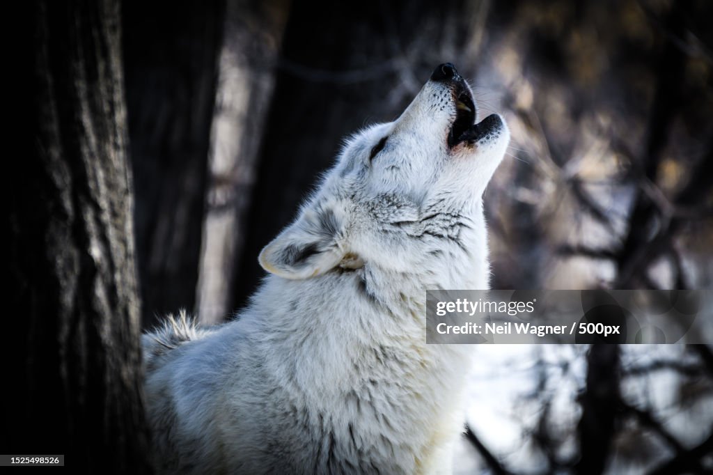 Close-up of arctic gray wolf looking away,Red Lodge,Montana,United States,USA