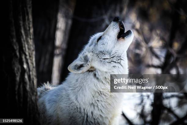 close-up of arctic gray wolf looking away,red lodge,montana,united states,usa - arctic wolf 個照片及圖片檔