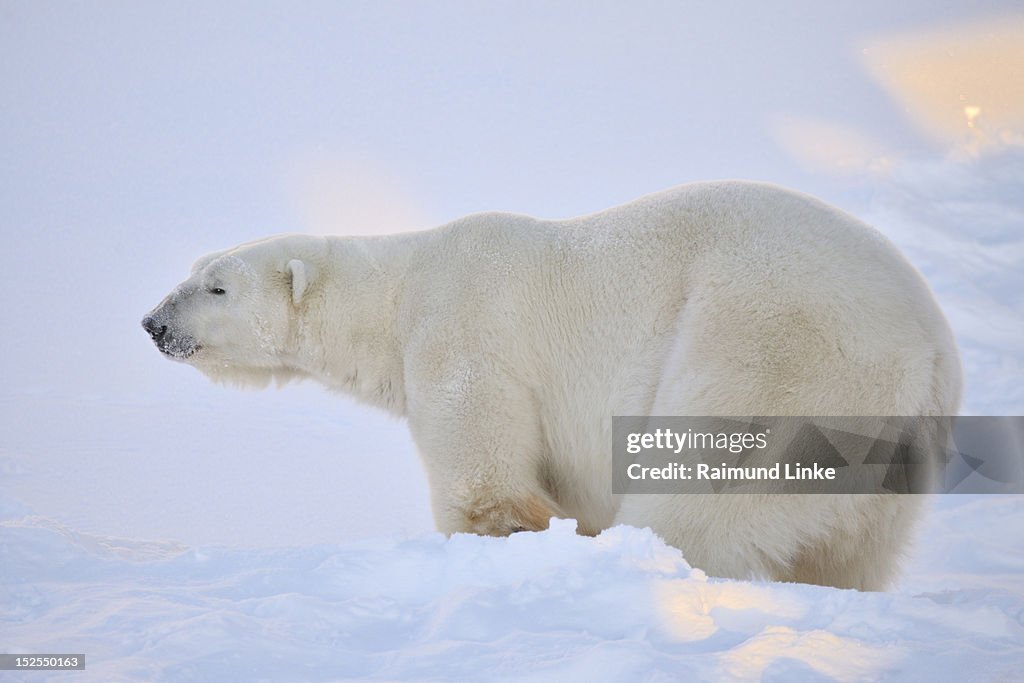 Polar bear