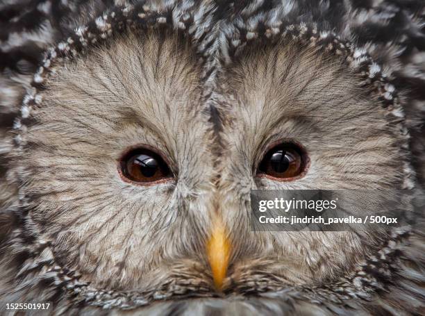 Owl Ruff 7,006 Owl Face Stock Photos, High-Res Pictures, and Images - Getty Images