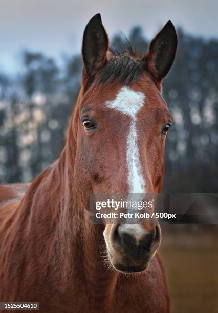 portrait of filly standing against trees,czech republic - kastanjebruin paardenkleur stockfoto's en -beelden