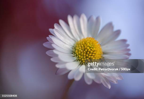 close-up of white daisy flower,switzerland - frühling pollen stock pictures, royalty-free photos & images