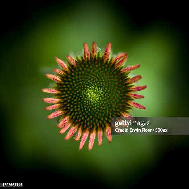 close-up of green flower - bloemen closeup stock-fotos und bilder