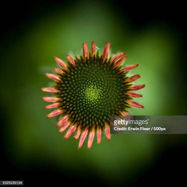 close-up of green flower - bloemen closeup bildbanksfoton och bilder