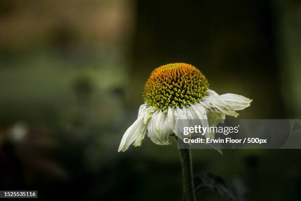 close-up of yellow flower - bloemen closeup stock-fotos und bilder