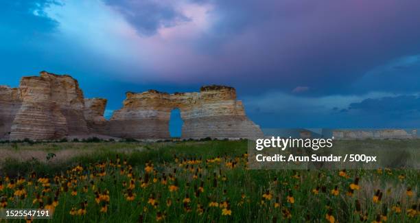 scenic view of flowering plants on field against sky,oakley,kansas,united states,usa - kansas fotografías e imágenes de stock