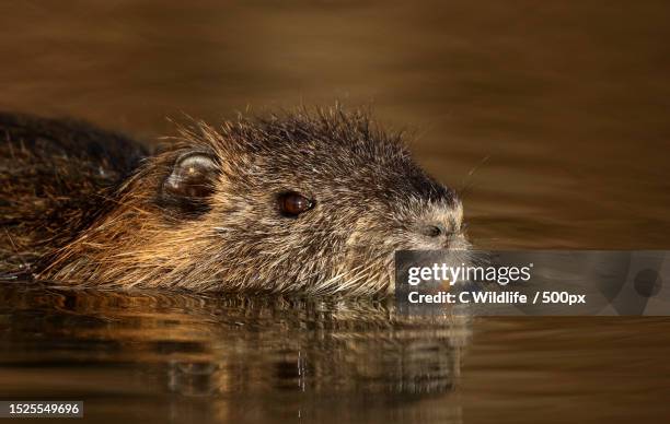 close-up of rat swimming in lake,mayflower,arkansas,united states,usa - nutria stock pictures, royalty-free photos & images