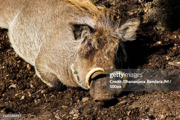 high angle view of warthog on field,chigwell,united kingdom,uk - tusk stock pictures, royalty-free photos & images