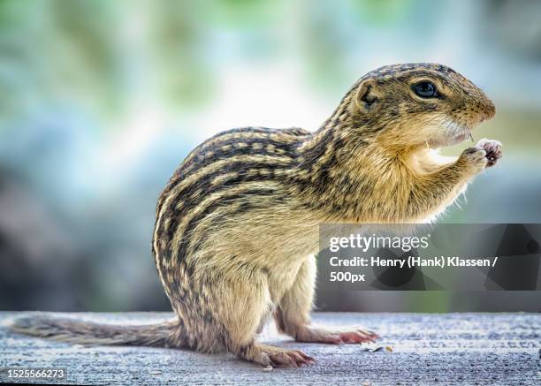 close-up of ground squirrel on rock - thirteen lined ground squirrel stockfoto's en -beelden