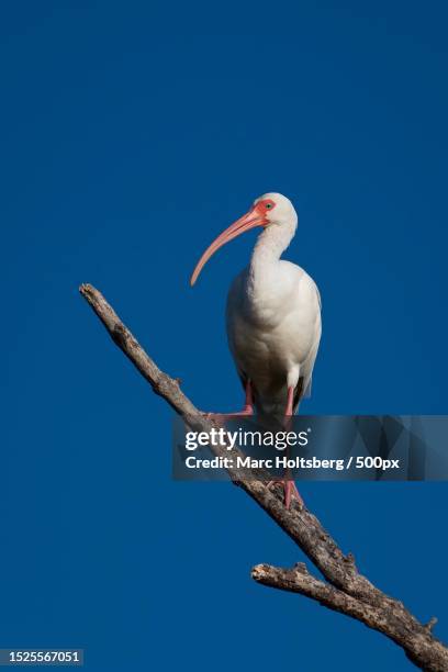 low angle view of white ibis perching on branch against clear blue sky,bradenton,florida,united states,usa - bradenton stockfoto's en -beelden