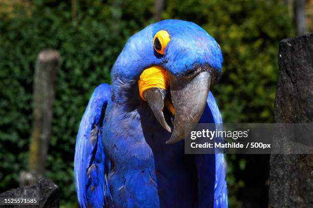 close-up of blue hyacinth macaw - hyacinth macaw stock pictures, royalty-free photos & images