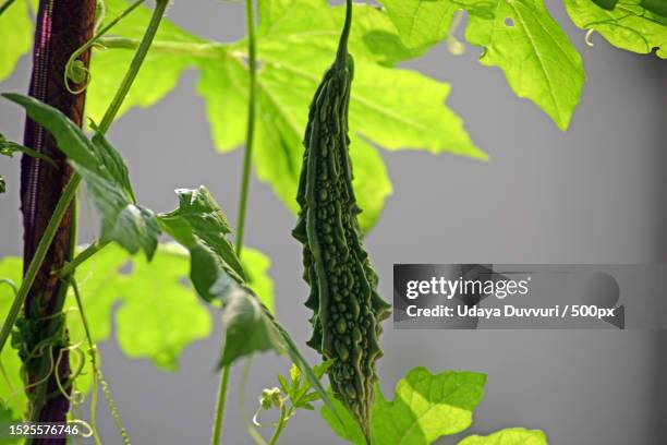 close-up of fresh green leaves,kambala palem,andhra pradesh,india - 植物部��分 個照片及圖片檔