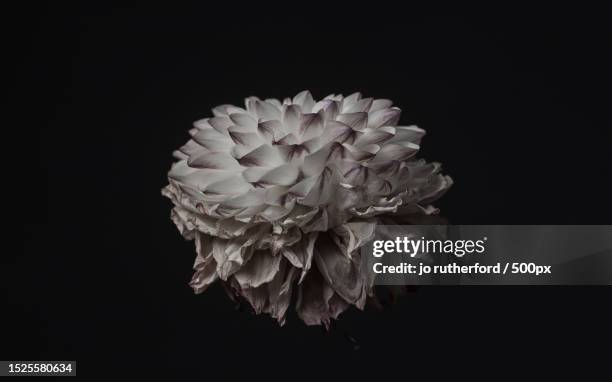 close-up of flower against black background,united kingdom,uk - peony stock pictures, royalty-free photos & images