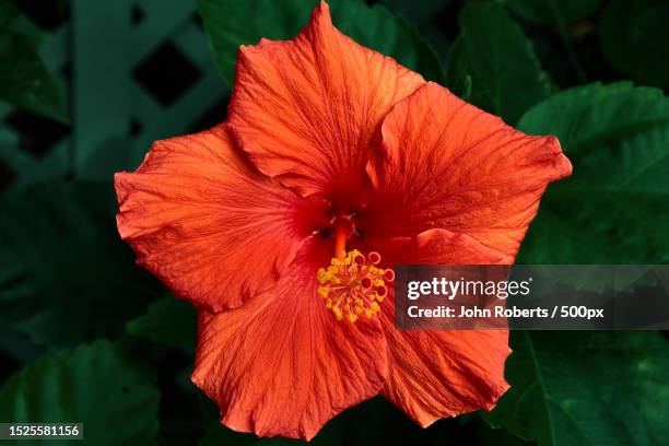 close-up of red hibiscus flower,savannah,georgia - savannah georgia 個照片及圖片檔