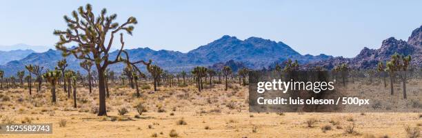 panoramic view of trees on field against sky - oleson stock pictures, royalty-free photos & images