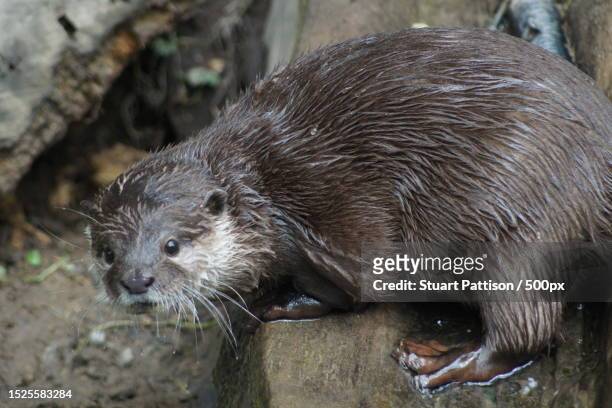 close-up of rodent on rock - european otter stock pictures, royalty-free photos & images