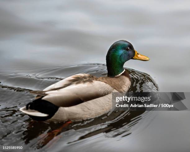 close-up of mallard duck swimming in lake,dublin,county dublin,ireland - mallard duck stock pictures, royalty-free photos & images