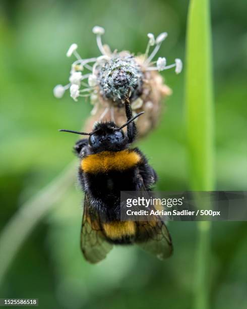 close-up of bee on flower,fingal,county dublin,ireland - symbiotic relationship stock pictures, royalty-free photos & images