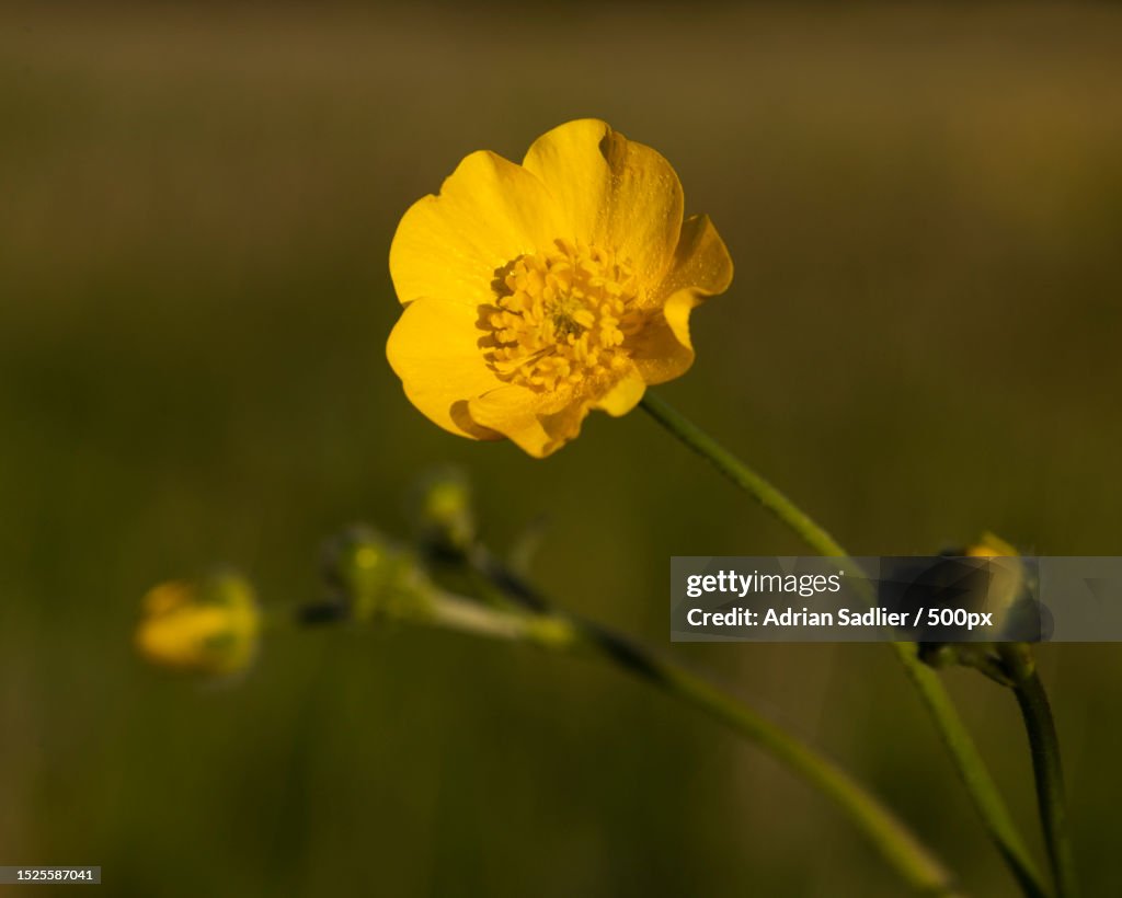 Close-up of yellow flowering plant,Malahide,County Dublin,Ireland